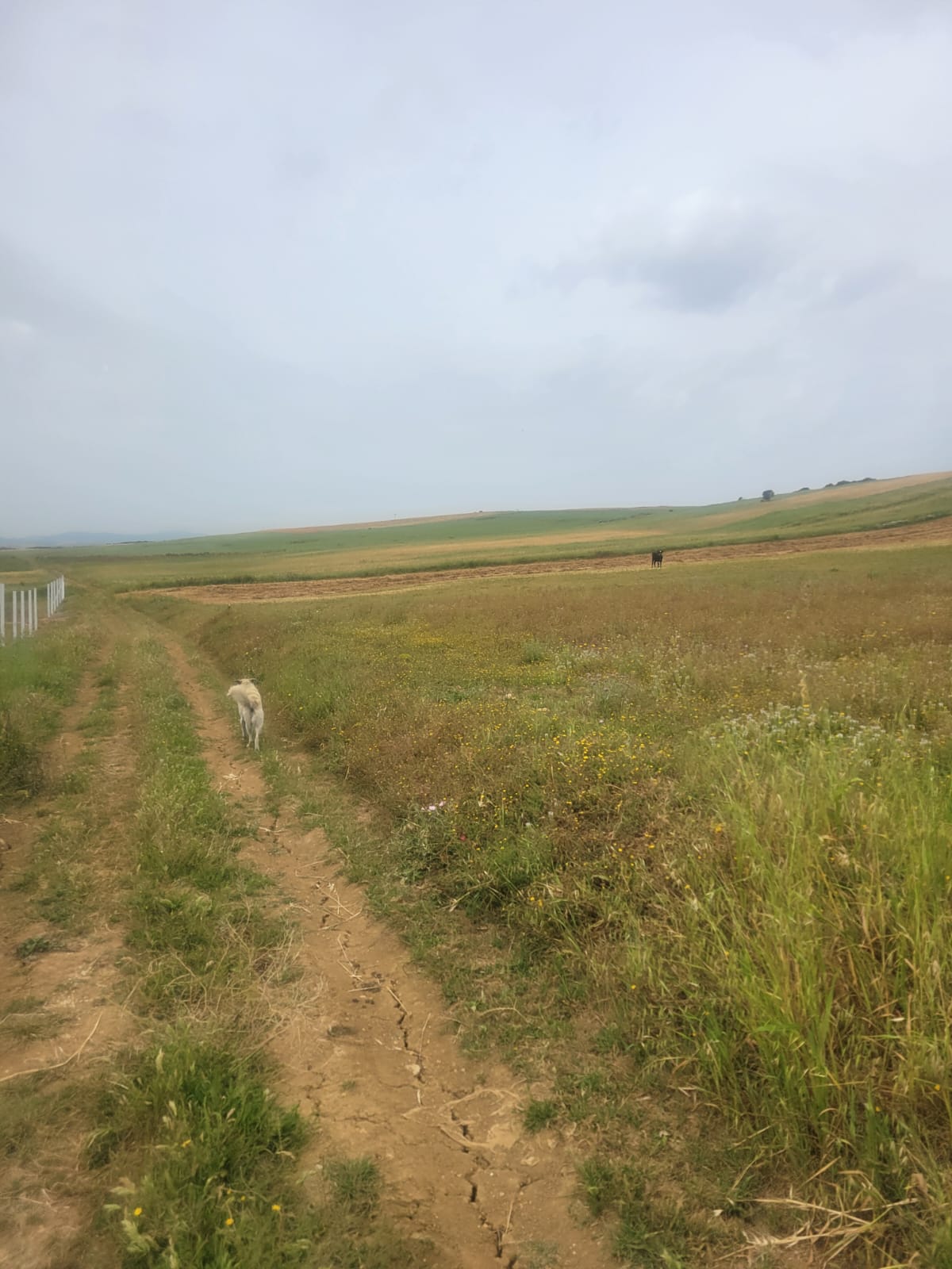 Bizerte Nord&nbsp;Bizerte&nbsp;Terrain&nbsp;Terrain agricole&nbsp;Terrain agricole  � bachateur