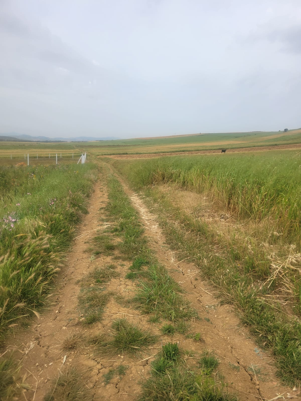 Bizerte Nord&nbsp;Bizerte&nbsp;Terrain&nbsp;Terrain agricole&nbsp;Terrain agricole  � bachateur