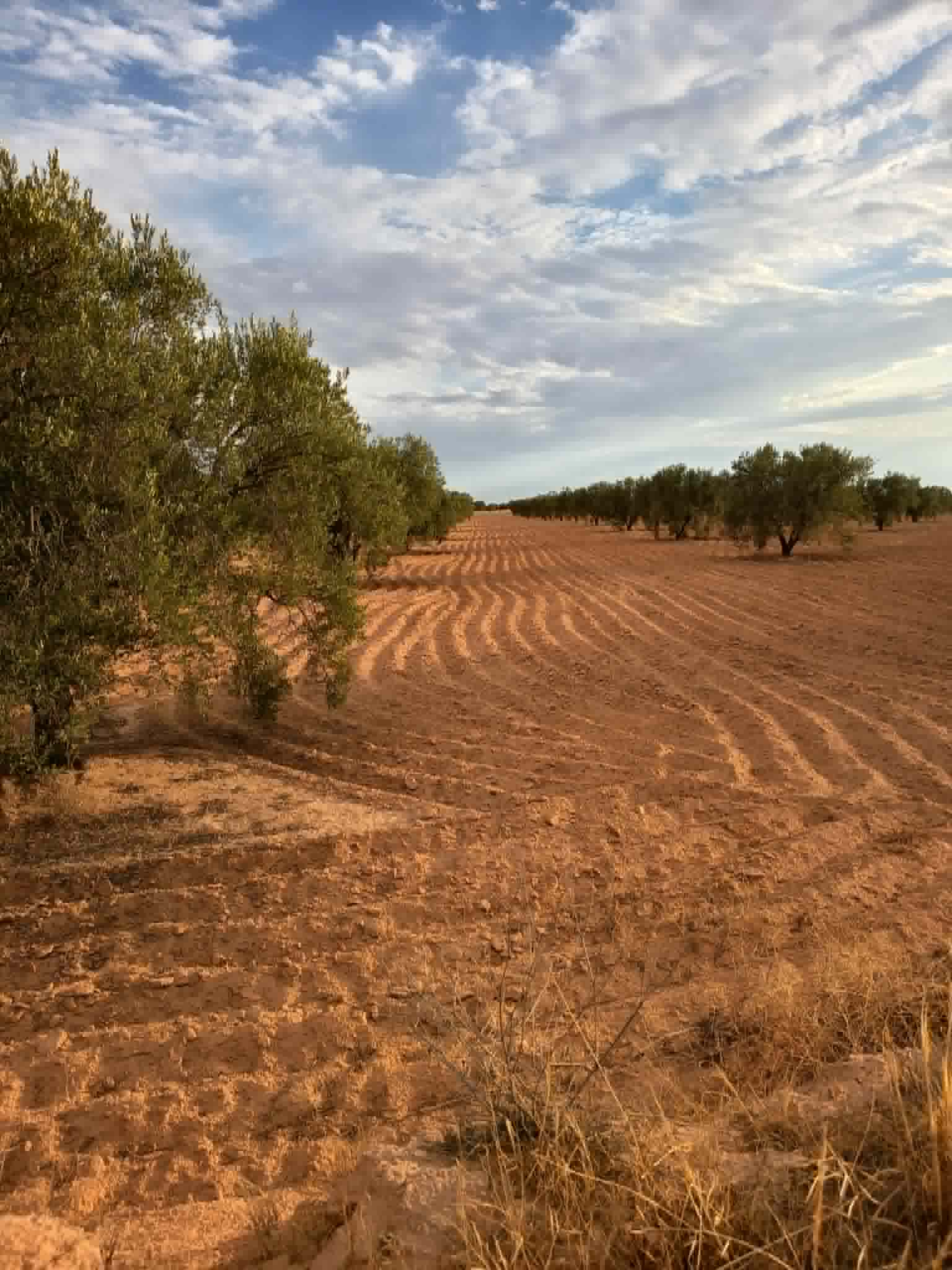 Sfax Ville&nbsp;Sfax&nbsp;Terrain&nbsp;Terrain agricole&nbsp;9 hectares a ahj guessem