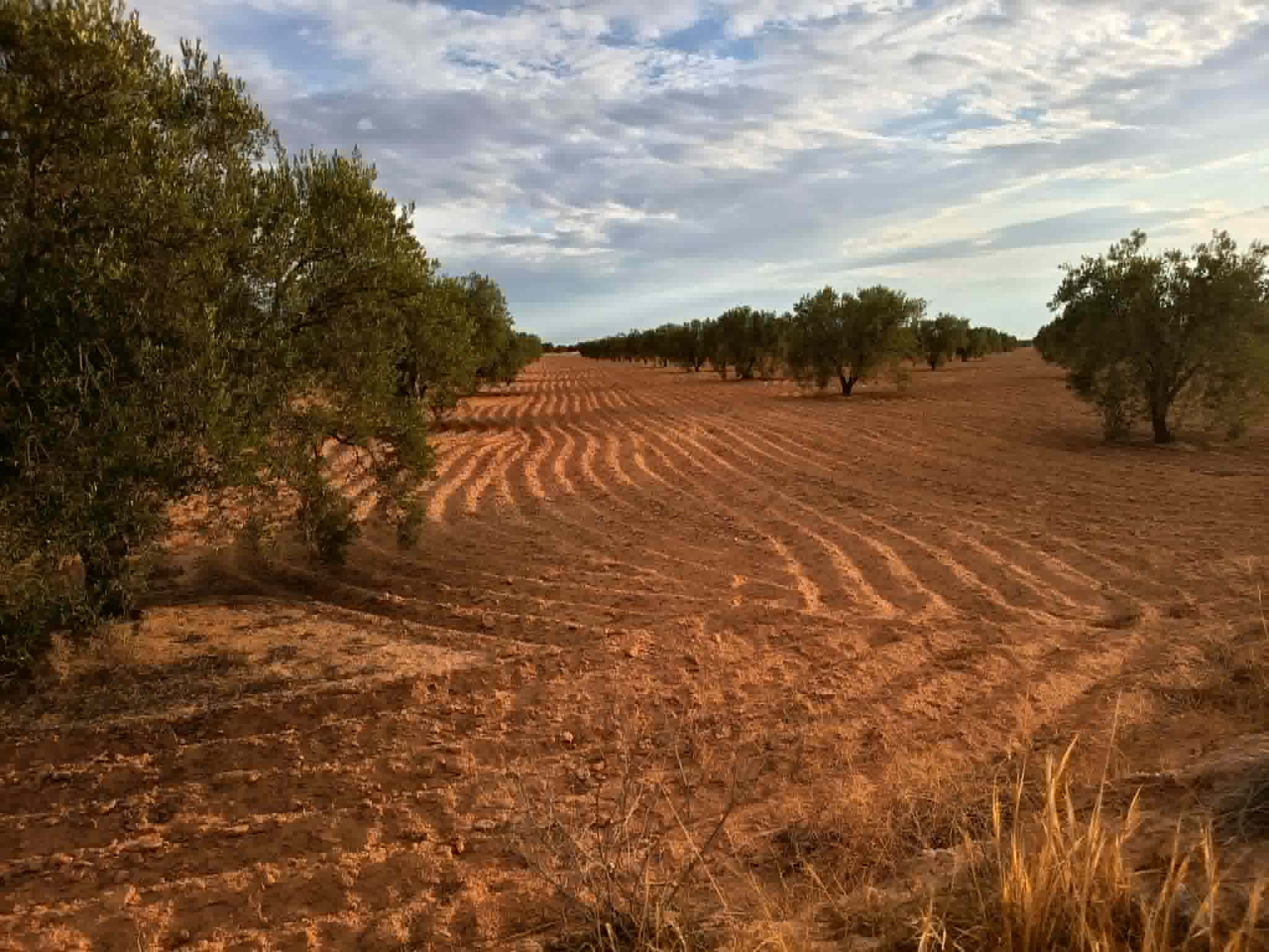 Sfax Ville&nbsp;Sfax&nbsp;Terrain&nbsp;Terrain agricole&nbsp;9 hectares a ahj guessem