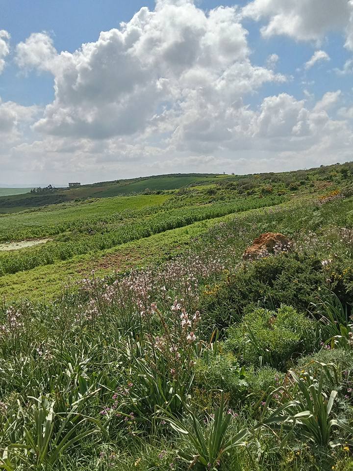 Bizerte Nord&nbsp;Bizerte&nbsp;Terrain&nbsp;Terrain nu&nbsp;Terrain a vende a bechateur