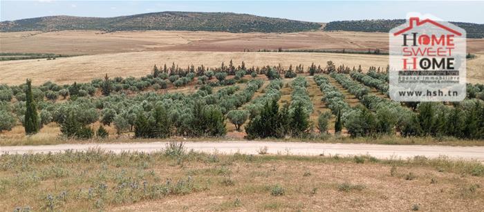 Mejez El Bab&nbsp;Mejez El Bab&nbsp;Terrain&nbsp;Terrain agricole&nbsp;Terrain agricole neragro � mjez el beb