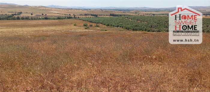 Mejez El Bab&nbsp;Mejez El Bab&nbsp;Terrain&nbsp;Terrain agricole&nbsp;Terrain agricole neragro � mjez el beb