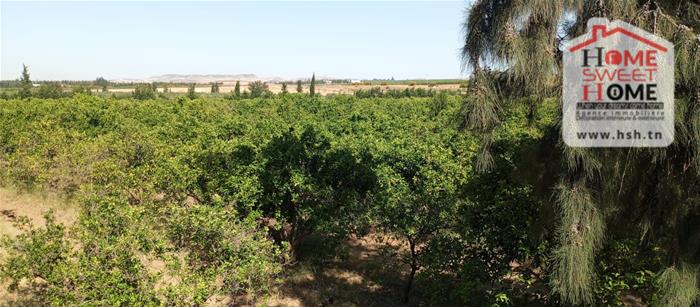 Borj El Amri&nbsp;Borj El Amri&nbsp;Terrain&nbsp;Terrain agricole&nbsp;Terrain agricole fructalis � borj el amri
