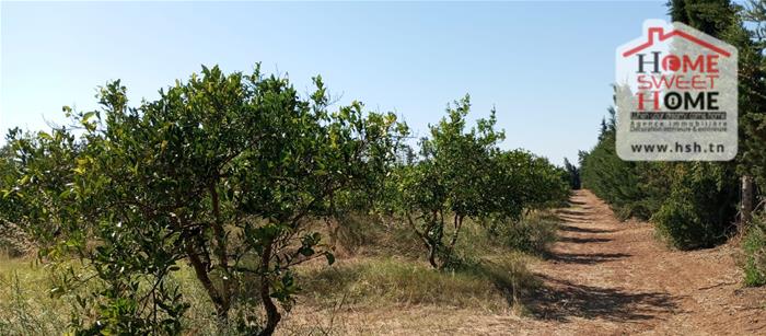 Borj El Amri&nbsp;Borj El Amri&nbsp;Terrain&nbsp;Terrain agricole&nbsp;Terrain agricole fructalis � borj el amri