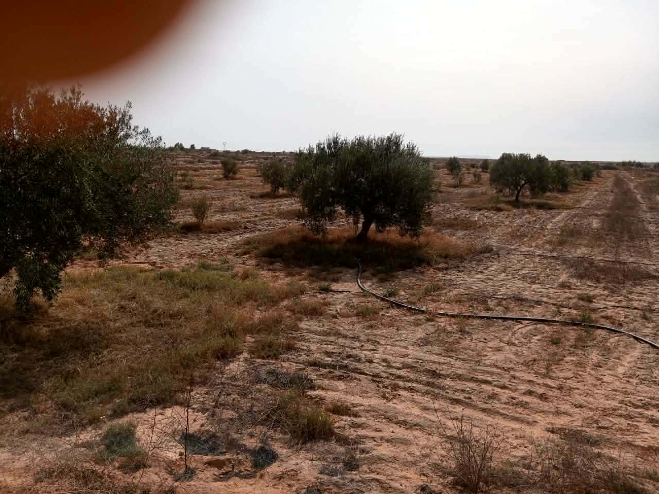 El Metouia&nbsp;El Hicha&nbsp;Terrain&nbsp;Terrain agricole&nbsp;Terrain oliviers