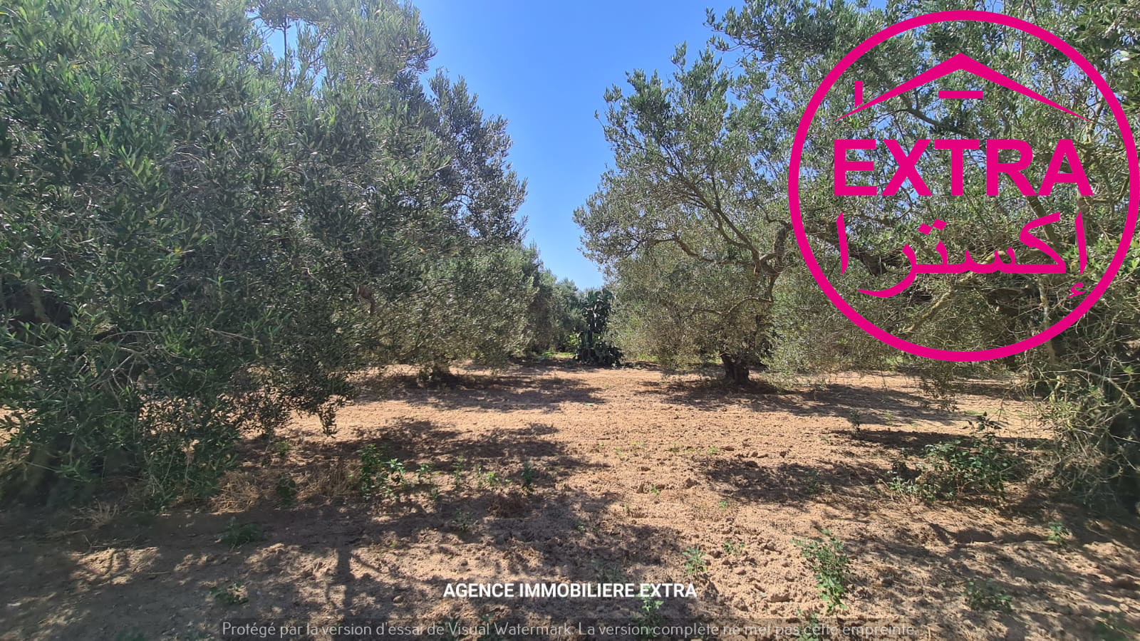 Nabeul&nbsp;Henchir El Haouaria&nbsp;Terrain&nbsp;Terrain agricole&nbsp;97eme campagne a bousham