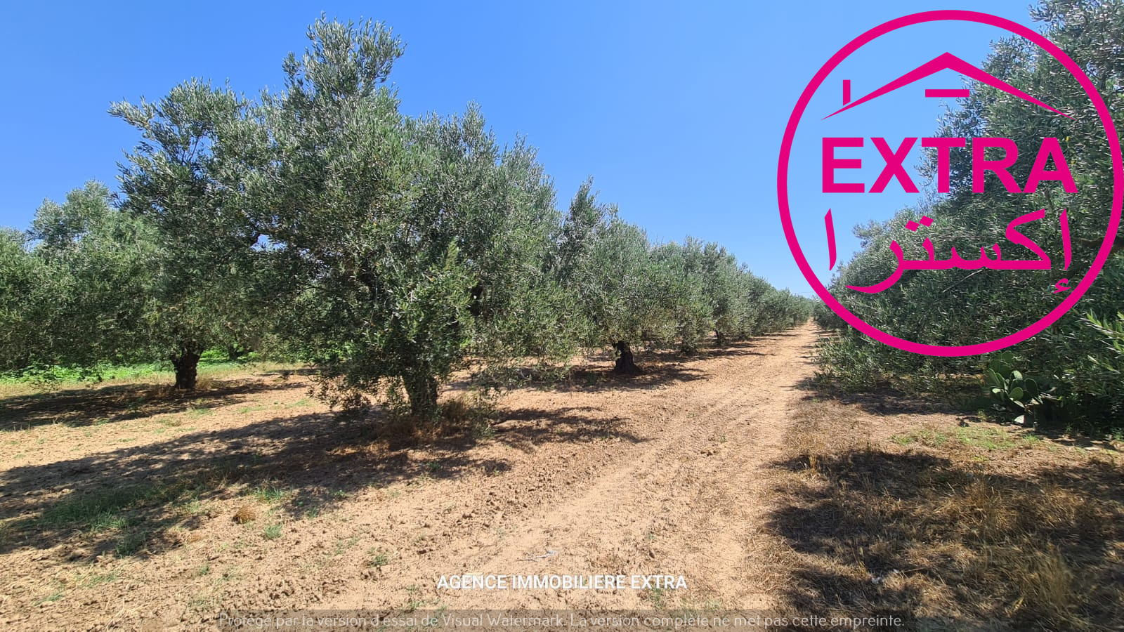 Nabeul&nbsp;Henchir El Haouaria&nbsp;Terrain&nbsp;Terrain agricole&nbsp;97eme campagne a bousham