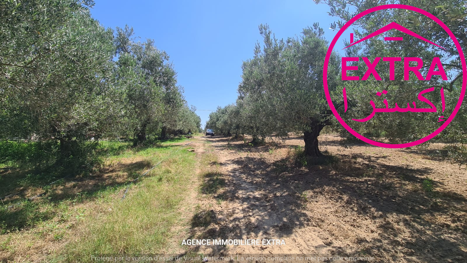 Nabeul&nbsp;Henchir El Haouaria&nbsp;Terrain&nbsp;Terrain agricole&nbsp;97eme campagne a bousham