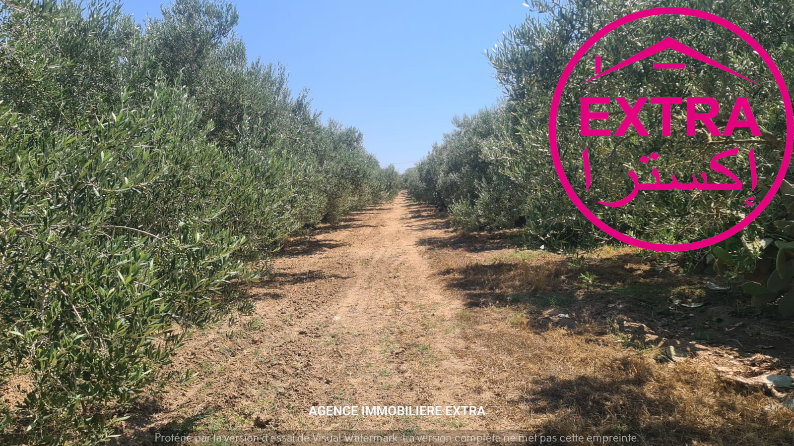 Nabeul&nbsp;Henchir El Haouaria&nbsp;Terrain&nbsp;Terrain agricole&nbsp;97eme campagne a bousham