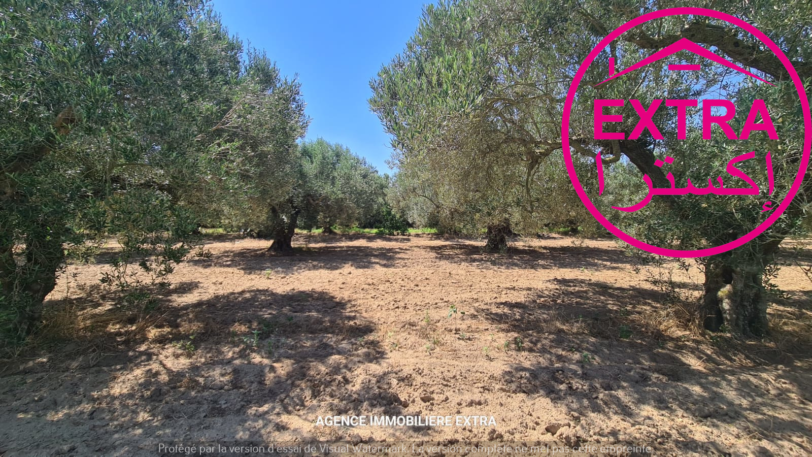 Nabeul&nbsp;Henchir El Haouaria&nbsp;Terrain&nbsp;Terrain agricole&nbsp;97eme campagne a bousham