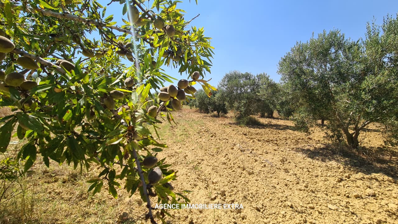 Nabeul&nbsp;Nabeul&nbsp;Vente&nbsp;Maisons&nbsp;Comapagne a boushem nabeul