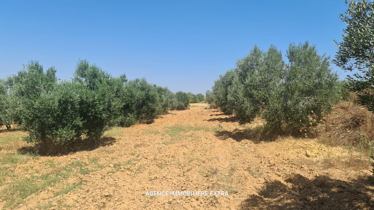 Nabeul&nbsp;Nabeul&nbsp;Vente&nbsp;Maisons&nbsp;Comapagne a boushem nabeul