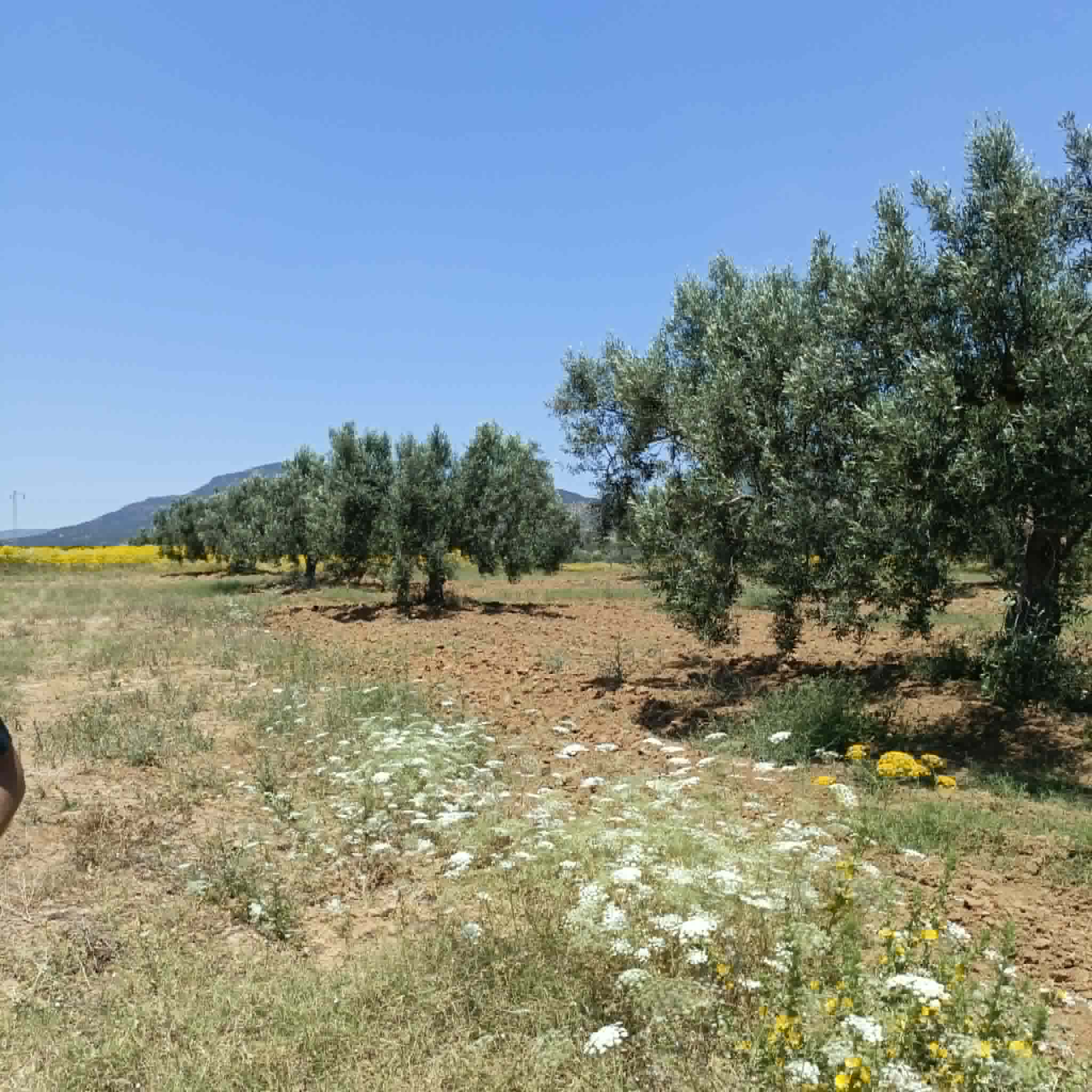 Hammamet&nbsp;Hammamet&nbsp;Terrain&nbsp;Terrain agricole&nbsp;Av  terrain de 4500m avec oliviers � hammamet