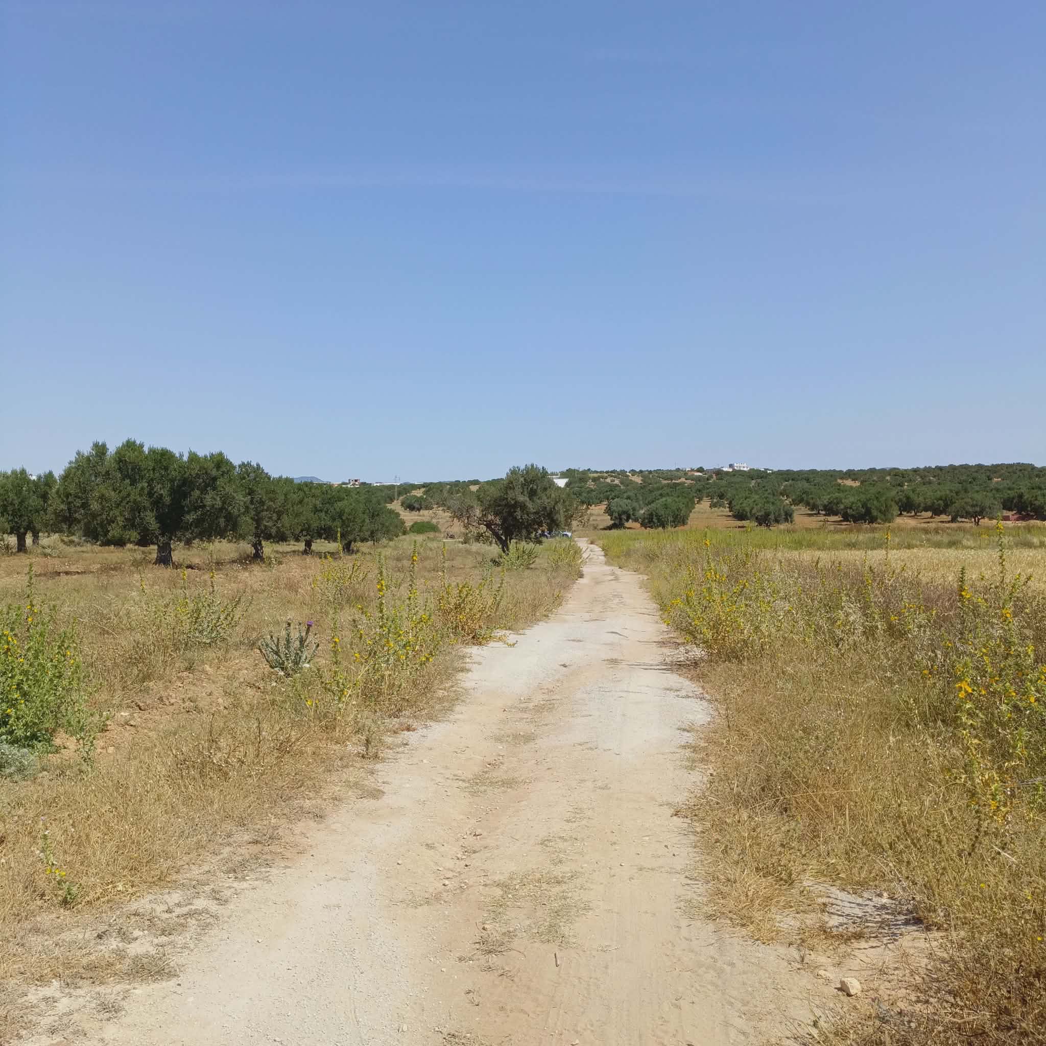 Hammamet&nbsp;Hammamet&nbsp;Vente&nbsp;Surfaces&nbsp;Av 1000m � 5mins � hammamet yasmine