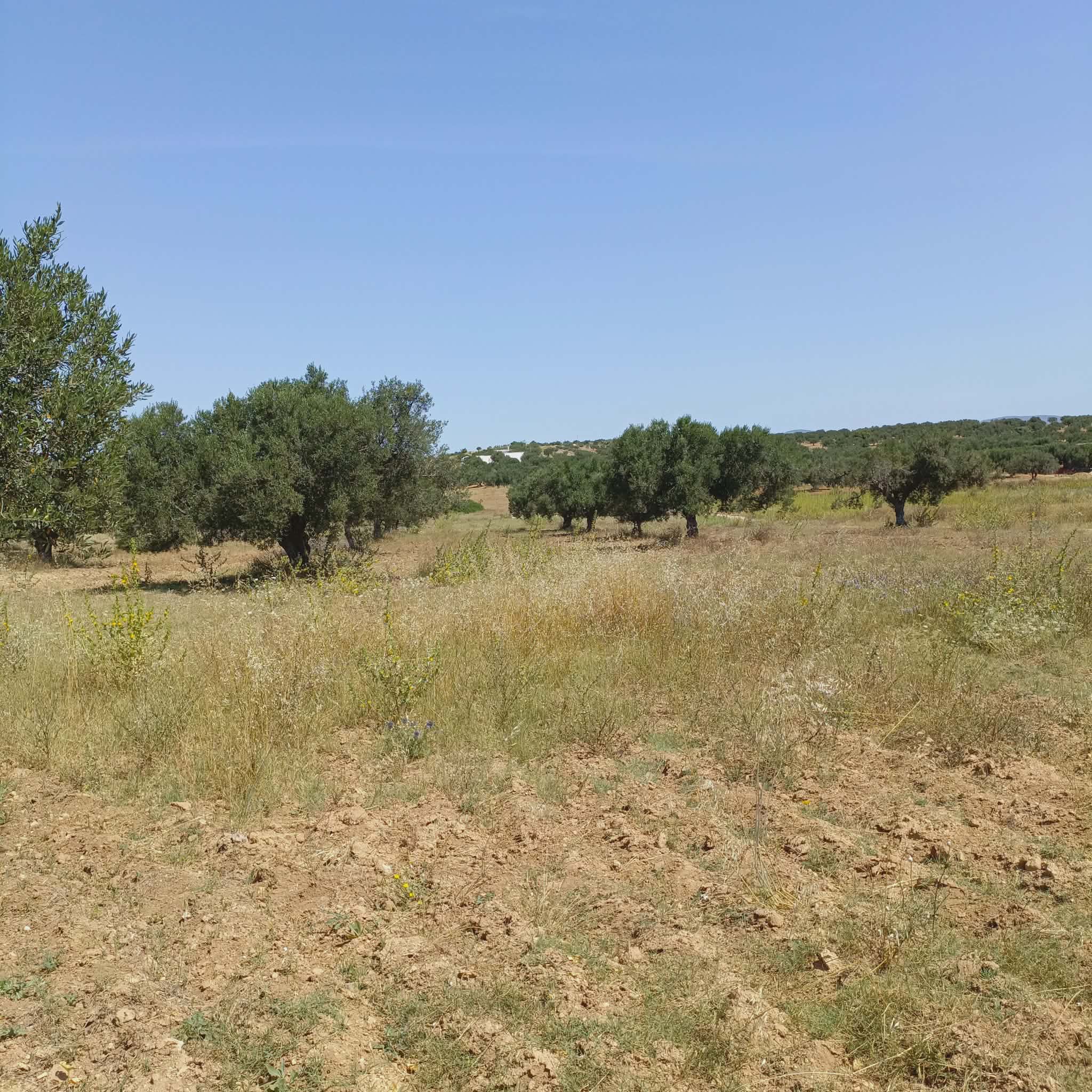 Hammamet&nbsp;Hammamet&nbsp;Terrain&nbsp;Terrain nu&nbsp;Av terrain 500m � 48md  � hammamet sud