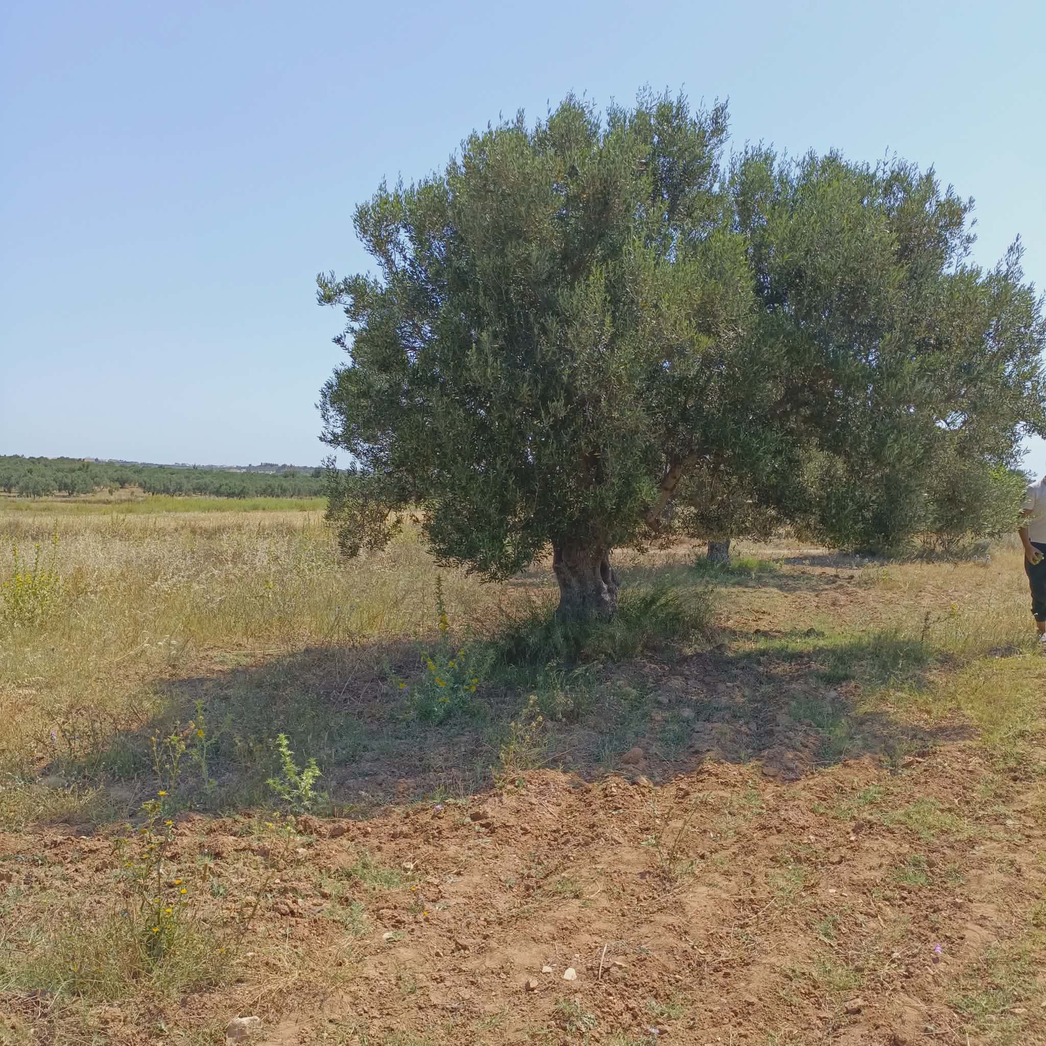 Hammamet&nbsp;Hammamet&nbsp;Terrain&nbsp;Terrain nu&nbsp;Av terrain 500m � 48md  � hammamet sud