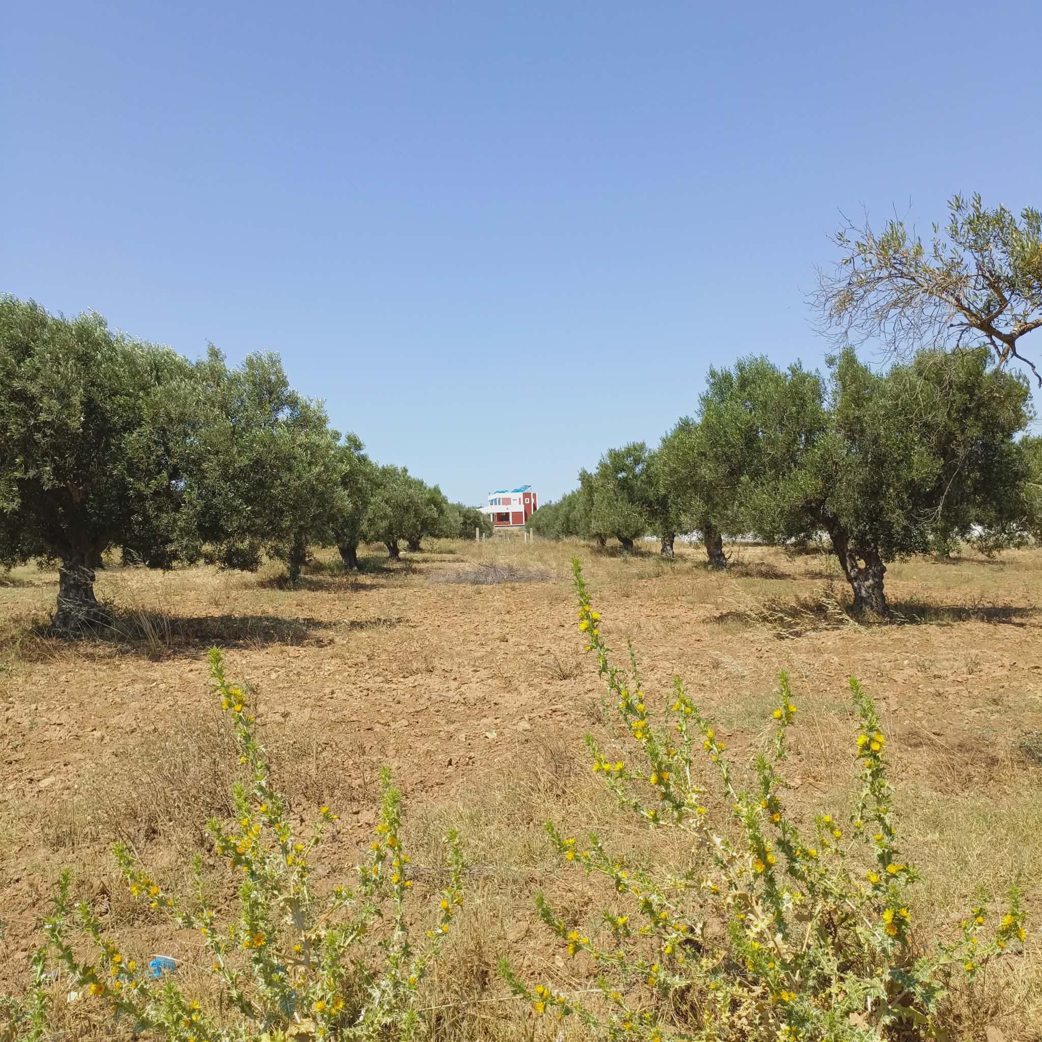 Hammamet&nbsp;Hammamet&nbsp;Terrain&nbsp;Terrain nu&nbsp;Av terrain 500m � 48md  � hammamet sud