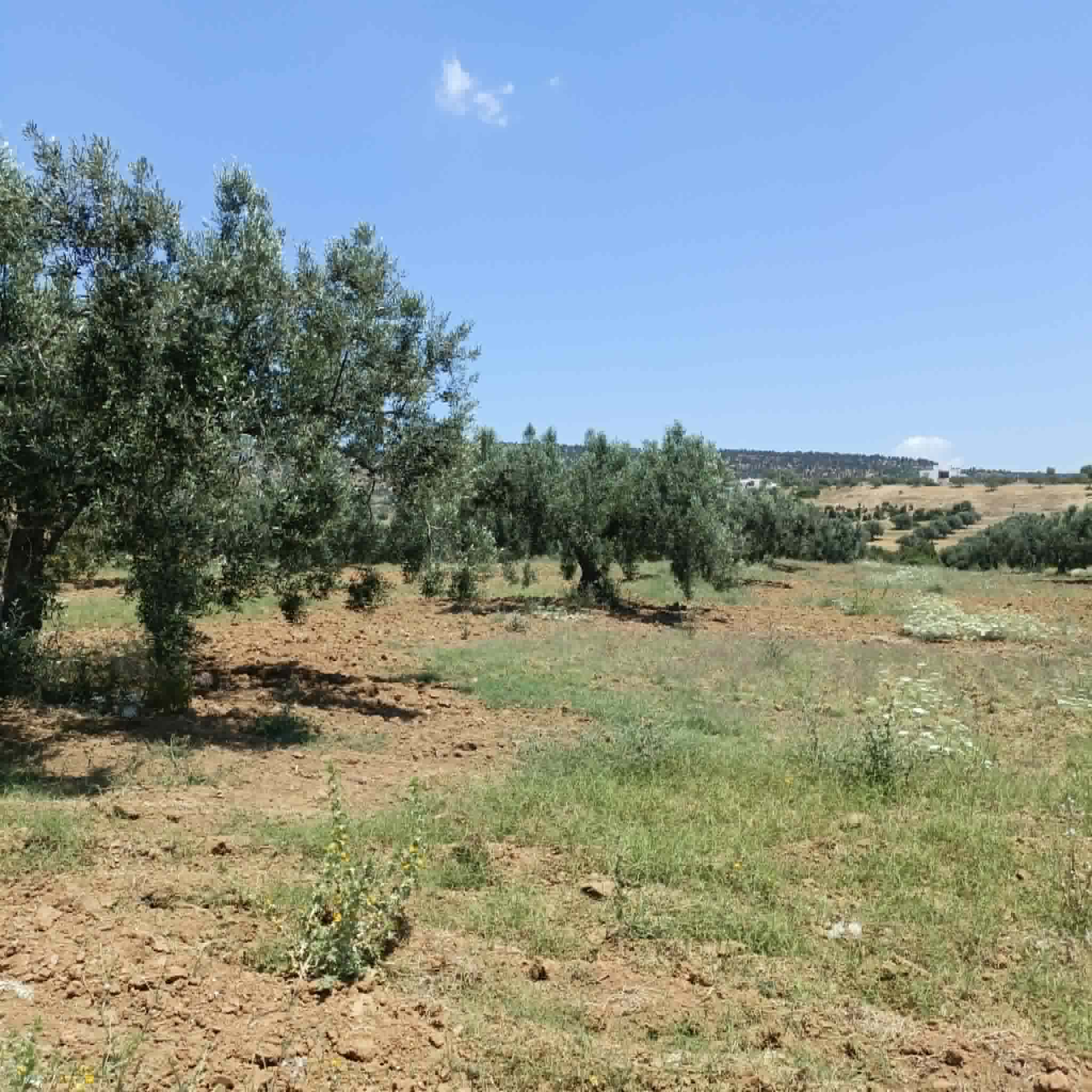 Hammamet&nbsp;Hammamet&nbsp;Terrain&nbsp;Terrain agricole&nbsp;Av terrain 4500mavec oliviers � hammamet