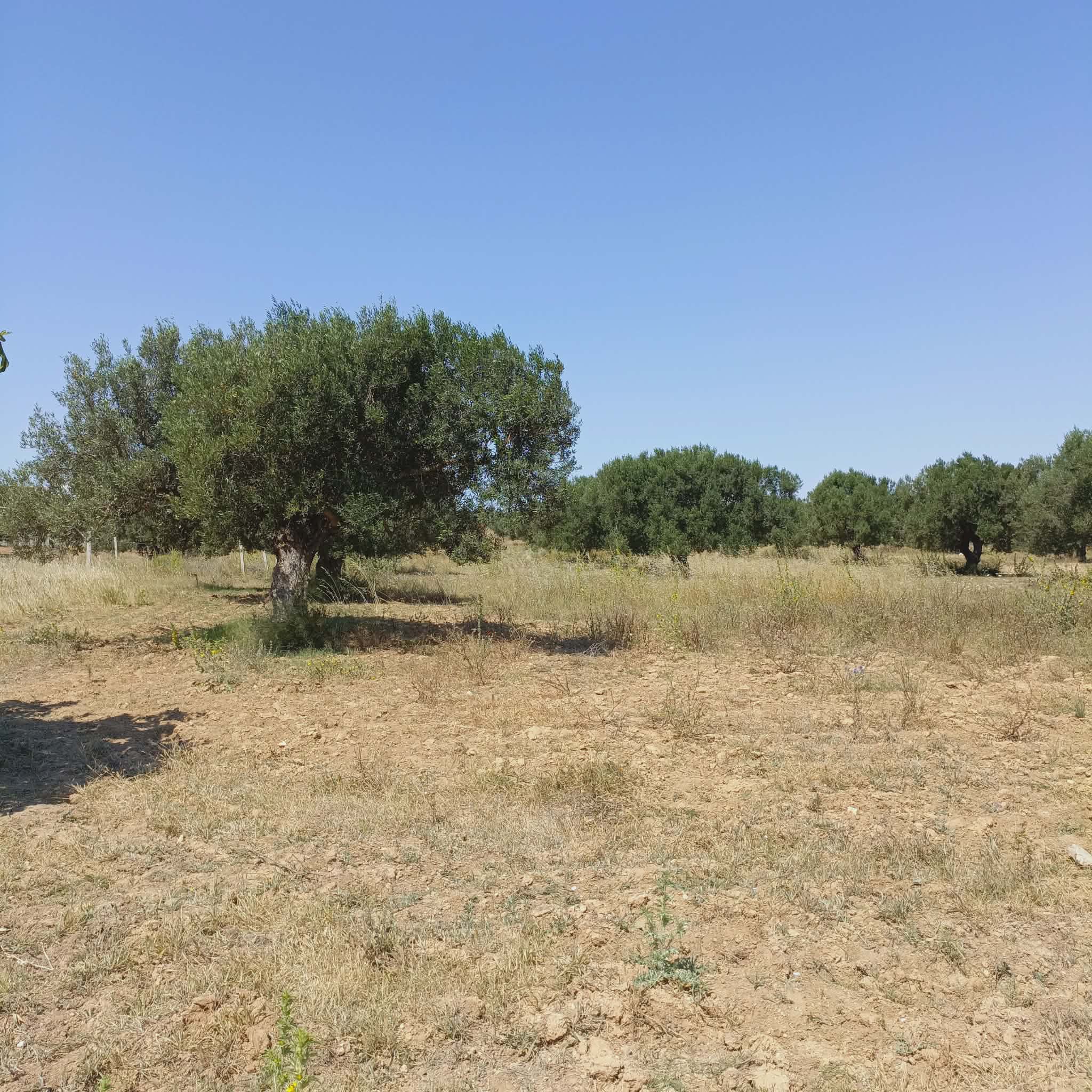 Hammamet&nbsp;Hammamet&nbsp;Terrain&nbsp;Terrain agricole&nbsp;Av terrain de 1000m � 80md proche hammamet