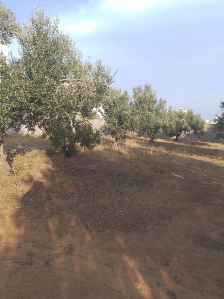 Hammamet&nbsp;Hammamet&nbsp;Terrain&nbsp;Terrain agricole&nbsp;Terrain 777m ou moiti� hammamet nord