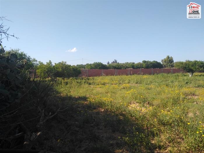 Soliman&nbsp;Cherifate&nbsp;Terrain&nbsp;Terrain agricole&nbsp;Terrain agricole orange � echrifet solimen