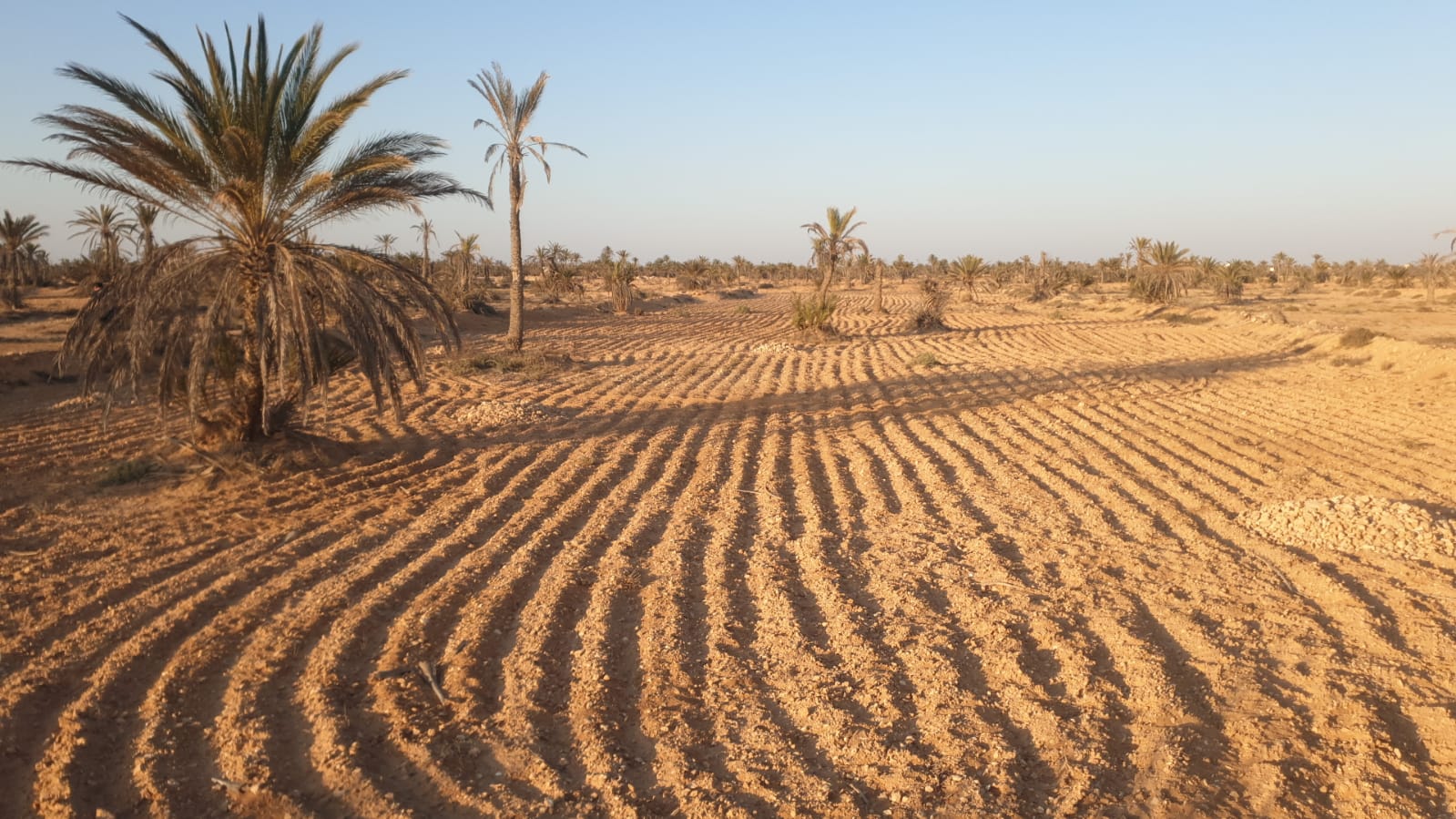 Djerba - Houmet Essouk&nbsp;Mellita Djerba&nbsp;Terrain&nbsp;Terrain nu&nbsp;Mellita djerba  terrain 4000 metre carr�