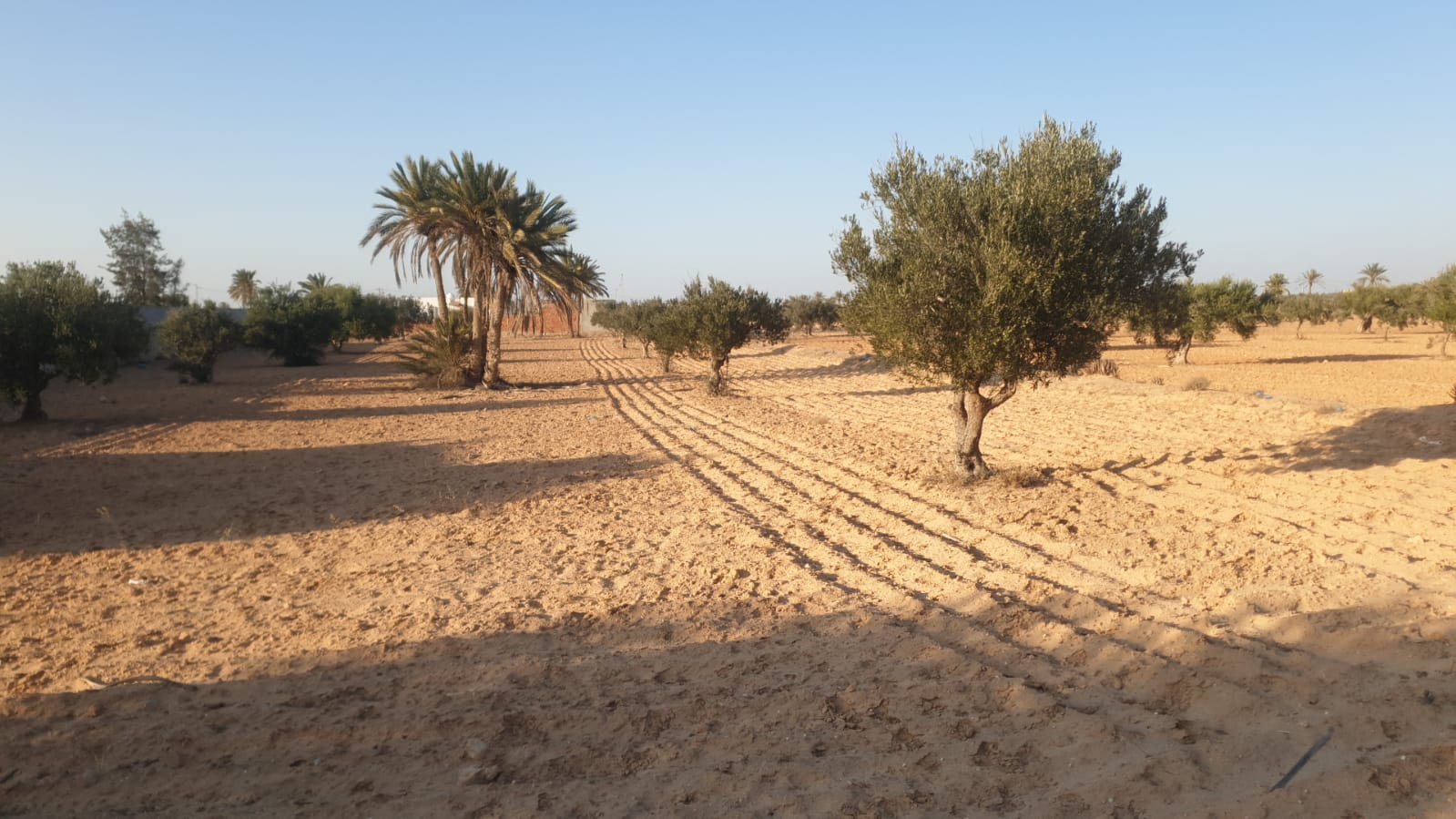 Ajim&nbsp;Mezrane&nbsp;Terrain&nbsp;Terrain nu&nbsp;Terrain 4200 metre carr� � mezrane  djerba