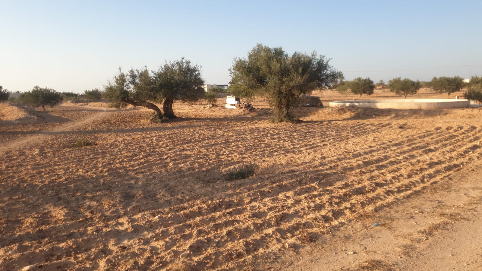 Ajim&nbsp;Bou Smail&nbsp;Terrain&nbsp;Terrain nu&nbsp;Terrain 1800 metre carr� � djerba  bousmaiel