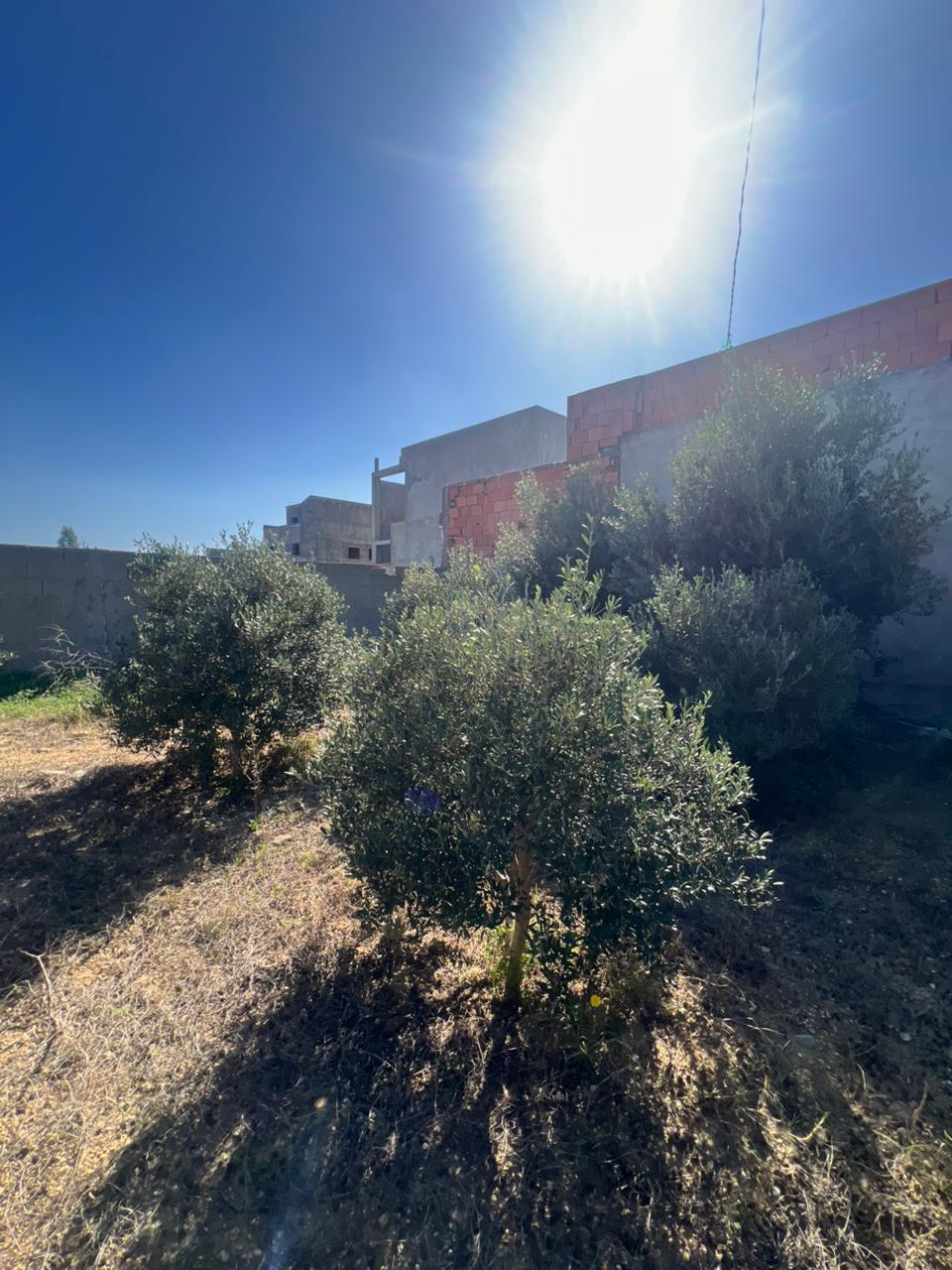 Kelibia&nbsp;Kelibia&nbsp;Terrain&nbsp;Terrain agricole&nbsp;Terrain hamem ghzez