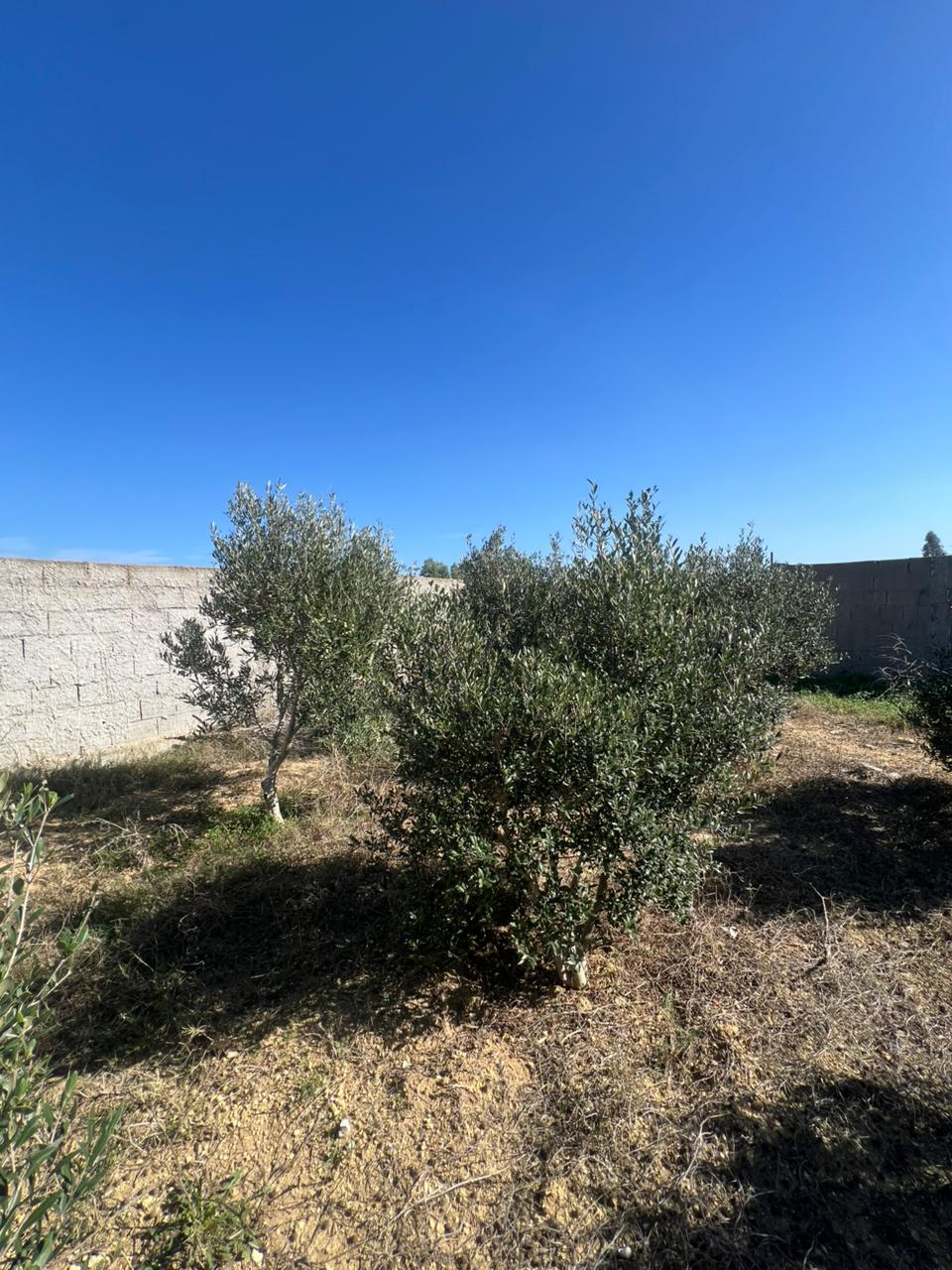 Kelibia&nbsp;Kelibia&nbsp;Terrain&nbsp;Terrain agricole&nbsp;Terrain hamem ghzez