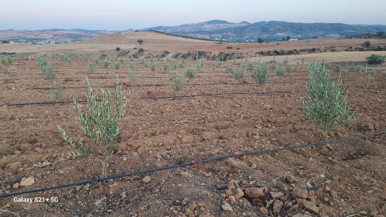 Testour&nbsp;Esslouguia&nbsp;Vente&nbsp;Autre&nbsp;Domaine ol�icole r�sidentiel