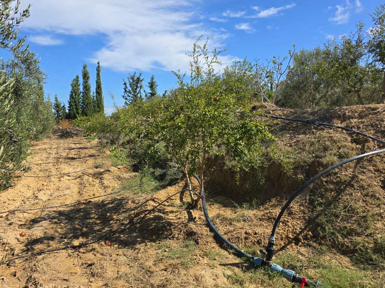 Kalaa Essghira&nbsp;Oued Laya&nbsp;Terrain&nbsp;Terrain agricole&nbsp;Sania complet