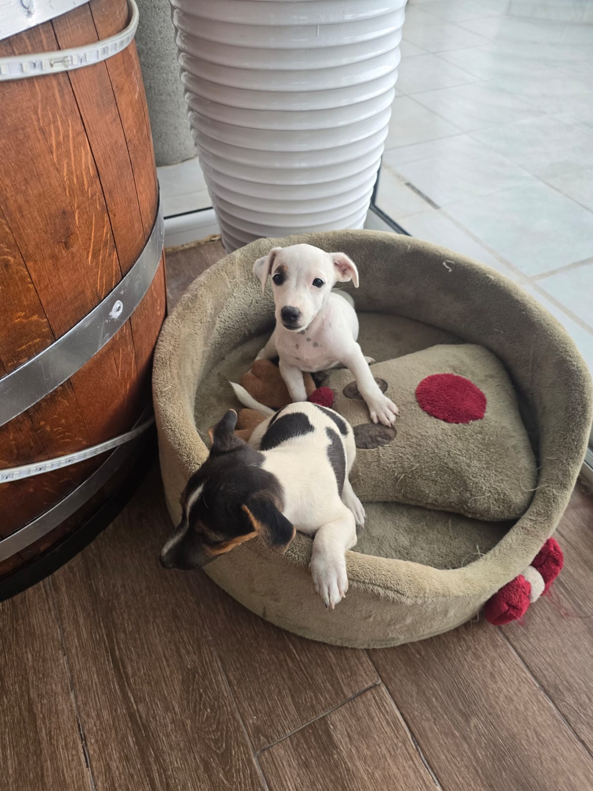 Ariana Ville&nbsp;Ariana&nbsp;Chiens&nbsp;Autre&nbsp;Deux adorables chiots jack russell