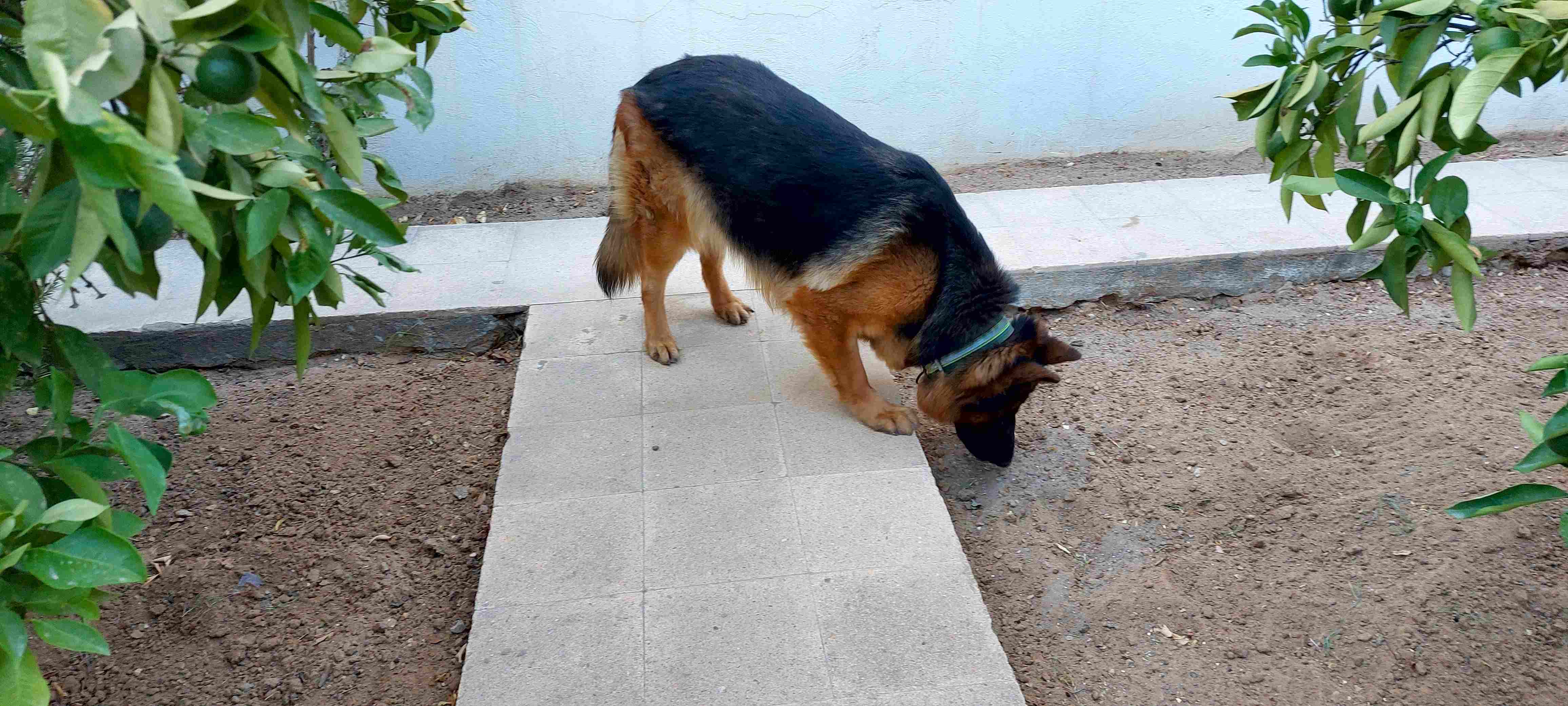 Sousse Jaouhara&nbsp;Cite Sidi Daher&nbsp;Chiens&nbsp;Autre&nbsp;Chien berger allemand pure race
