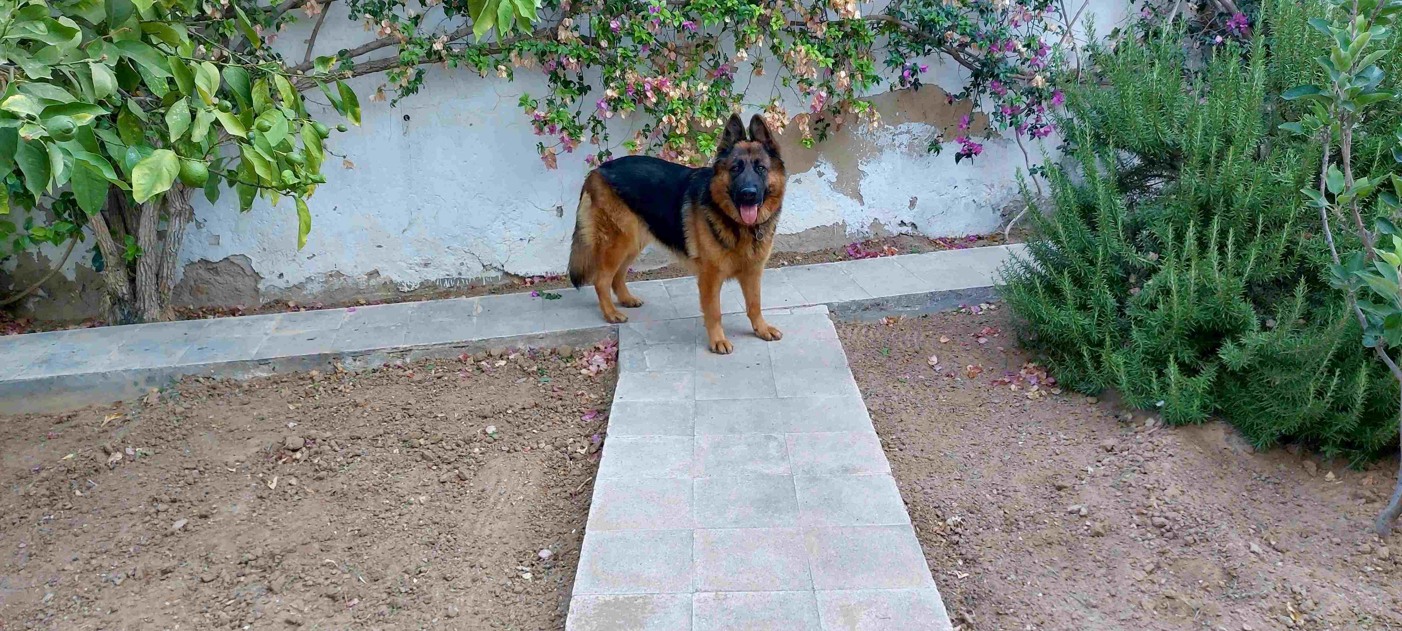 Sousse Jaouhara&nbsp;Cite Sidi Daher&nbsp;Chiens&nbsp;Autre&nbsp;Chien berger allemand pure race