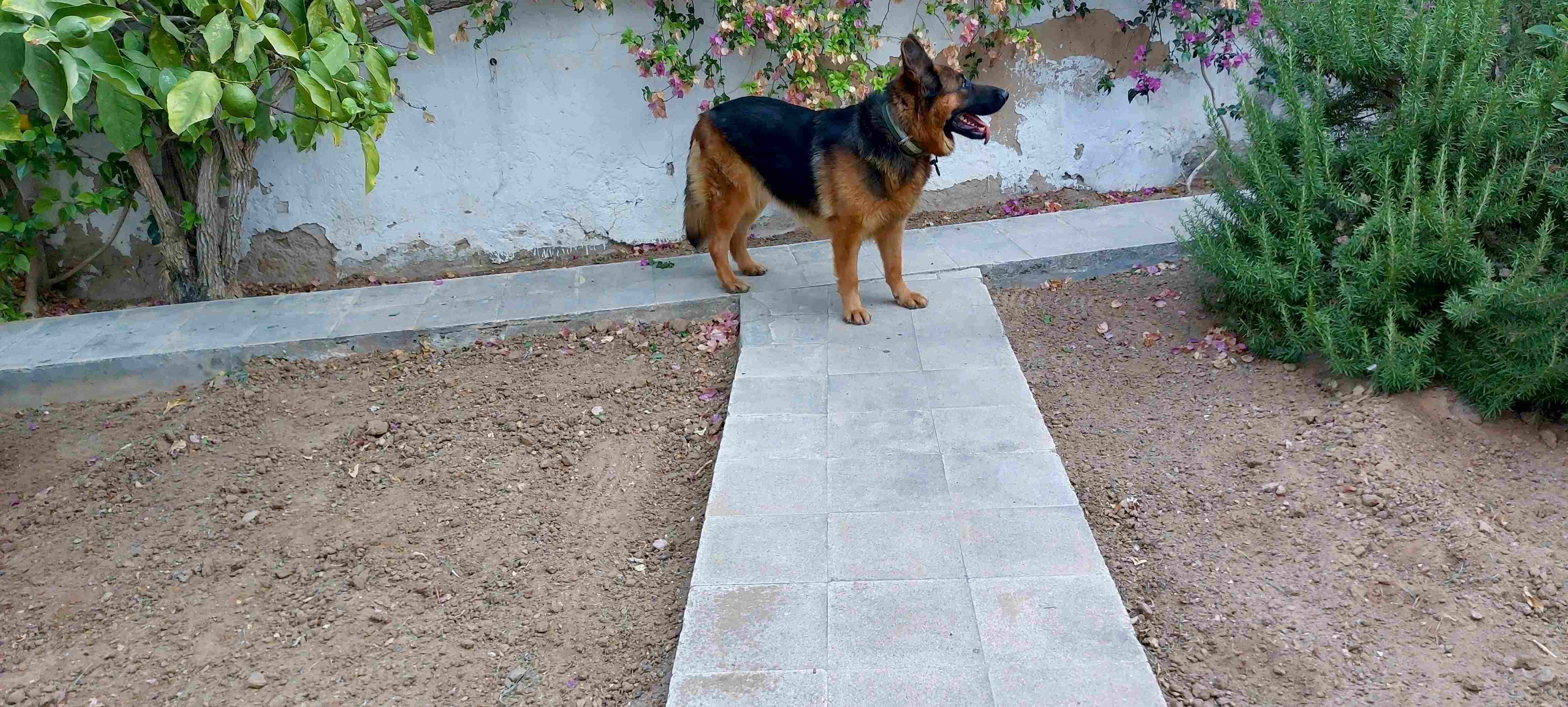 Sousse Jaouhara&nbsp;Cite Sidi Daher&nbsp;Chiens&nbsp;Autre&nbsp;Chien berger allemand pure race