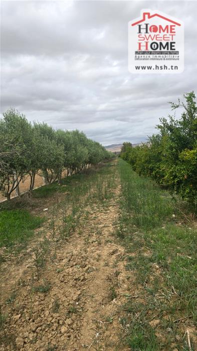 Mejez El Bab&nbsp;Mejez El Bab&nbsp;Terrain&nbsp;Terrain agricole&nbsp;Terrain agricole grenadia � mjez el beb