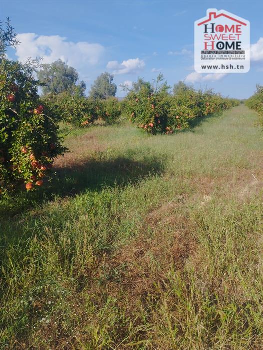 Mejez El Bab&nbsp;Mejez El Bab&nbsp;Terrain&nbsp;Terrain agricole&nbsp;Terrain agricole grenadia � mjez el beb