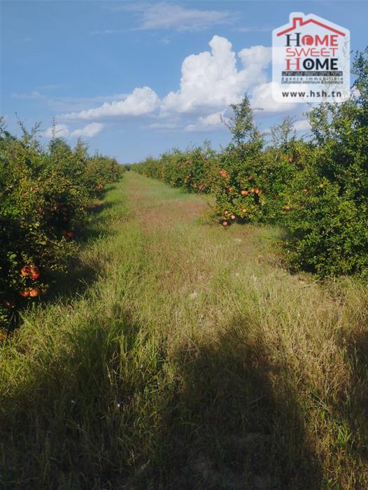 Mejez El Bab&nbsp;Mejez El Bab&nbsp;Terrain&nbsp;Terrain agricole&nbsp;Terrain agricole grenadia � mjez el beb