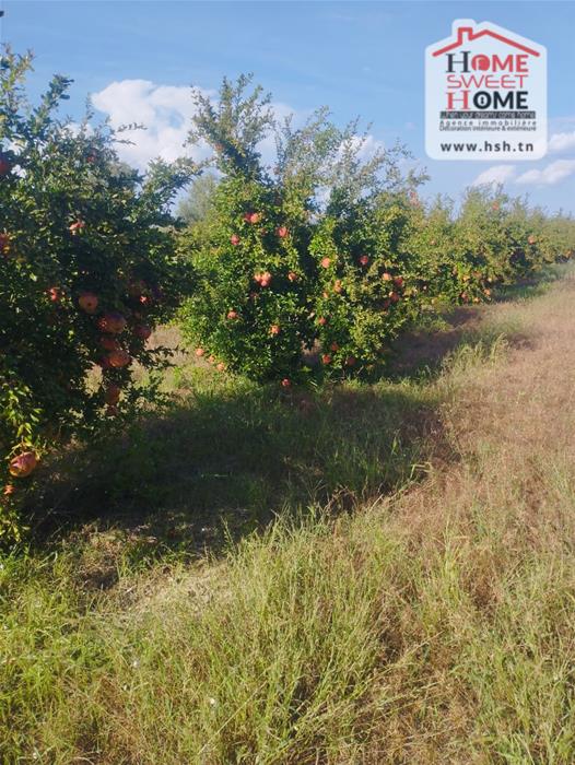Mejez El Bab&nbsp;Mejez El Bab&nbsp;Terrain&nbsp;Terrain agricole&nbsp;Terrain agricole grenadia � mjez el beb