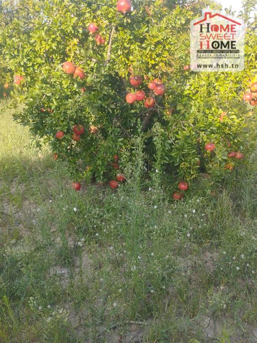 Mejez El Bab&nbsp;Mejez El Bab&nbsp;Terrain&nbsp;Terrain agricole&nbsp;Terrain agricole grenadia � mjez el beb