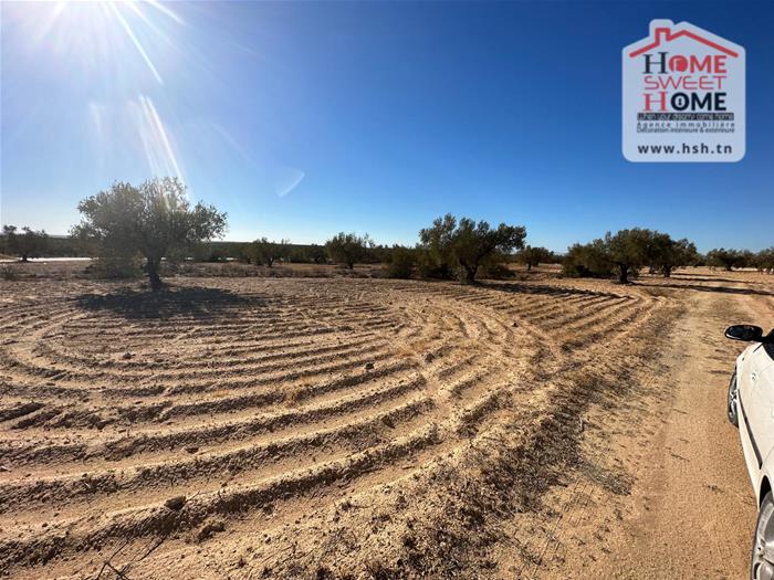 Kondar&nbsp;Kondar&nbsp;Terrain&nbsp;Terrain agricole&nbsp;Terrain agricole olivon kondar sousse