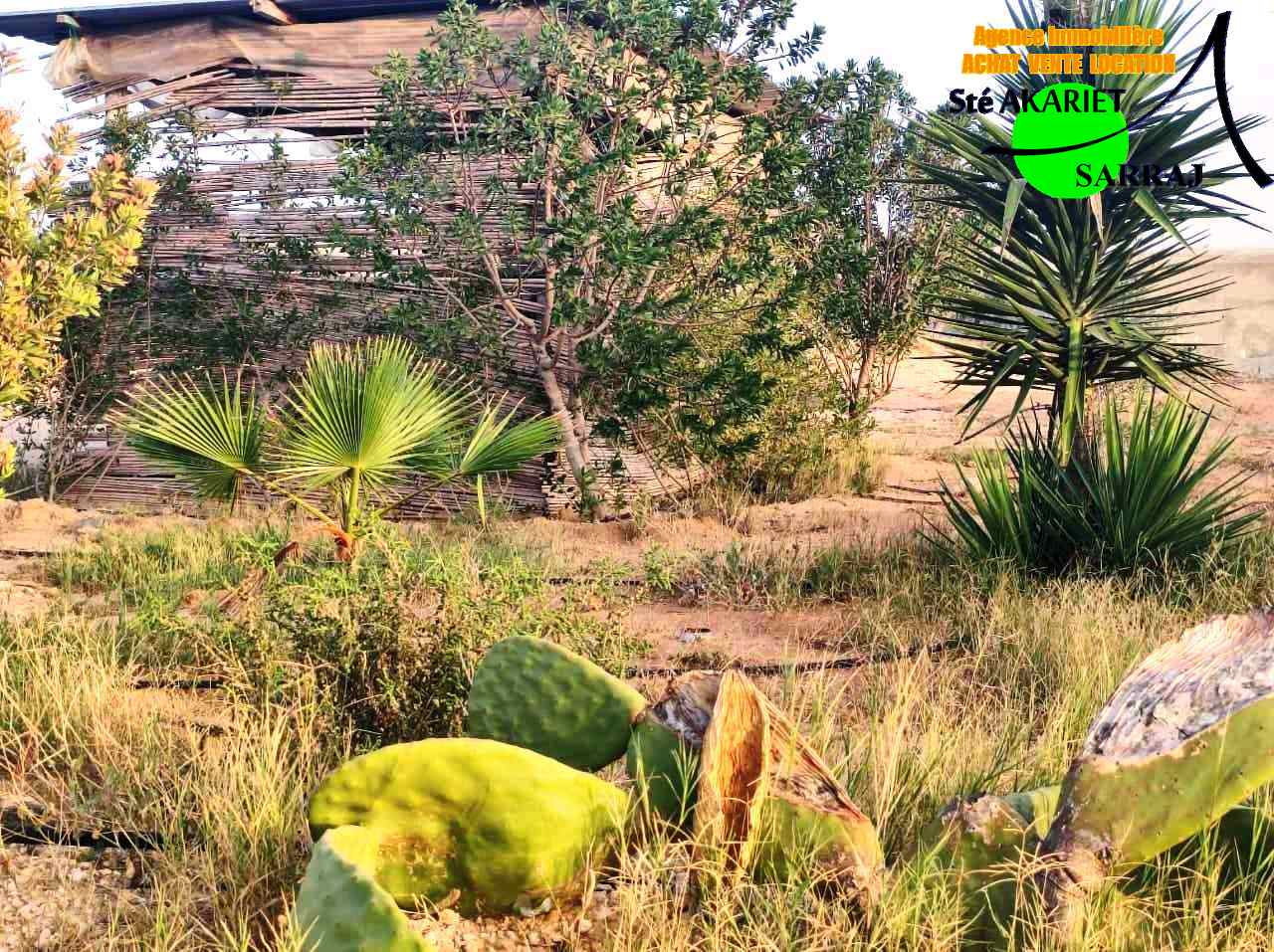 Akouda&nbsp;Chatt Meriem&nbsp;Terrain&nbsp;Terrain agricole&nbsp;Terrain clotur� 5050m sur route goudronn�e fokaia