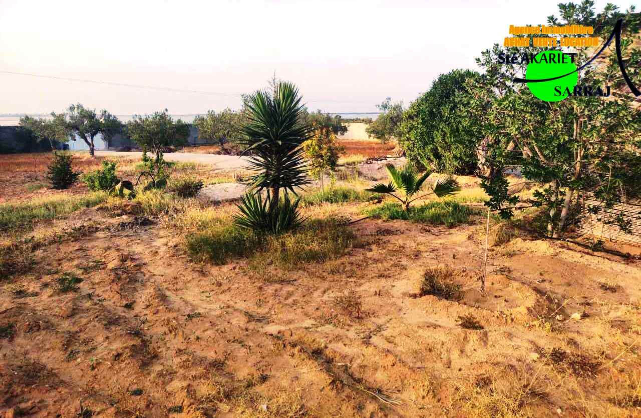 Akouda&nbsp;Chatt Meriem&nbsp;Terrain&nbsp;Terrain agricole&nbsp;Terrain clotur� 5050m sur route goudronn�e fokaia