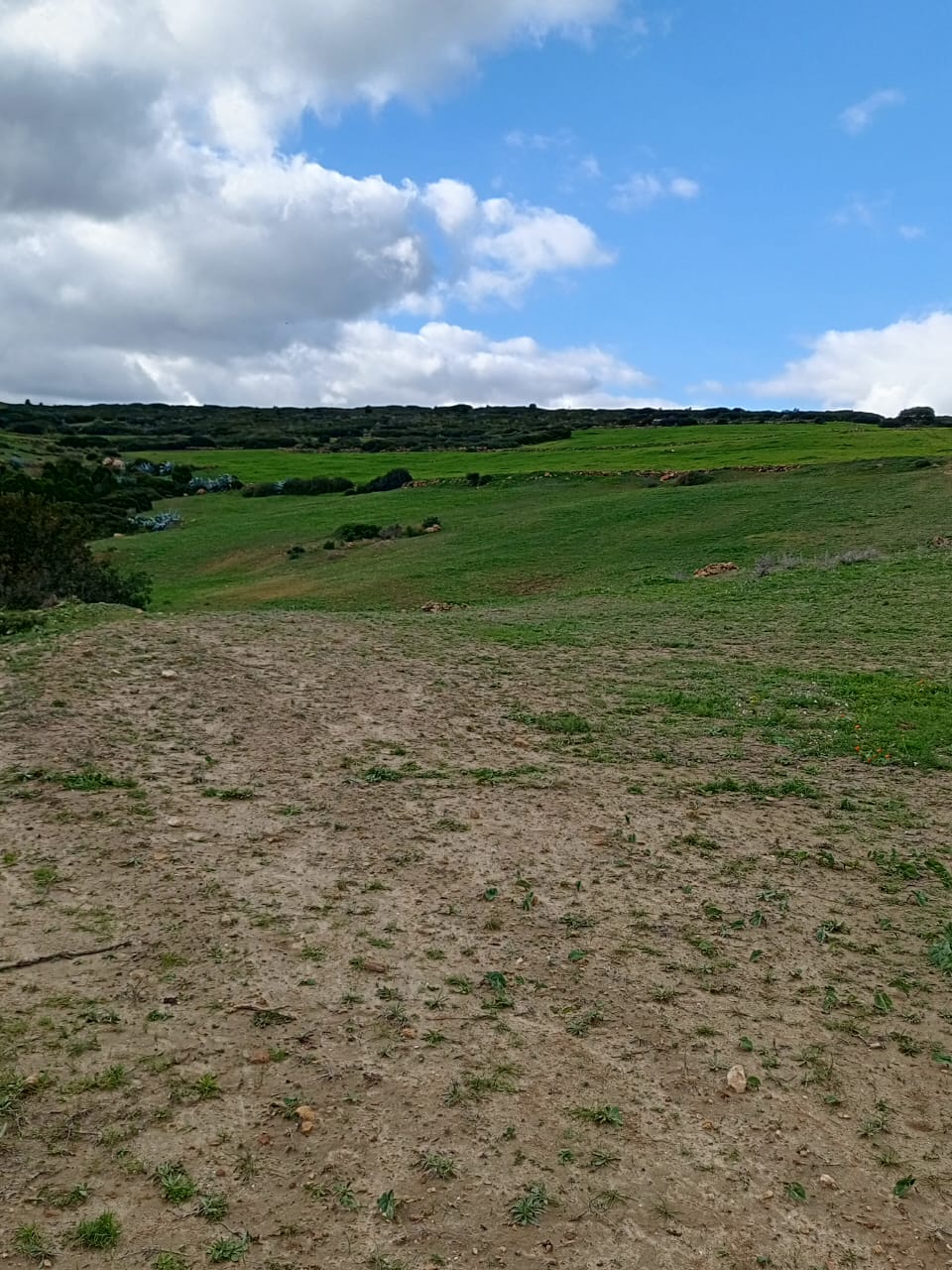 Hammamet&nbsp;Hammamet&nbsp;Terrain&nbsp;Terrain agricole&nbsp;Av 10 hectares nu � hammamet 99958728