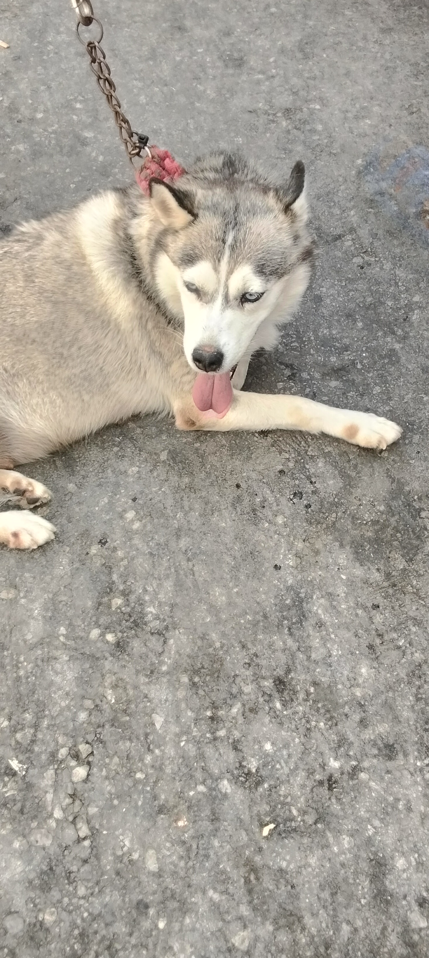 El Omrane Superieur&nbsp;Cite Ibn Khaldoun I&nbsp;Chiens&nbsp;Autre&nbsp;Chien husky sib�rien