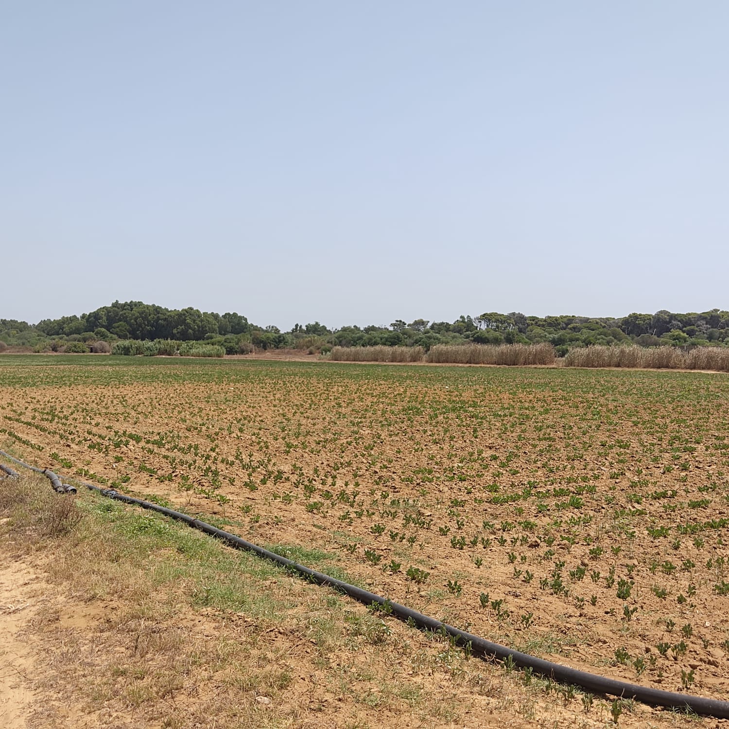 Kelibia&nbsp;Azmour&nbsp;Terrain&nbsp;Terrain agricole&nbsp;Terrain agricole a azmour