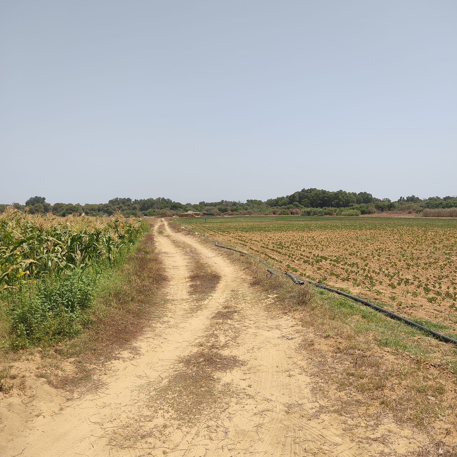 Kelibia&nbsp;Azmour&nbsp;Terrain&nbsp;Terrain agricole&nbsp;Terrain agricole a azmour