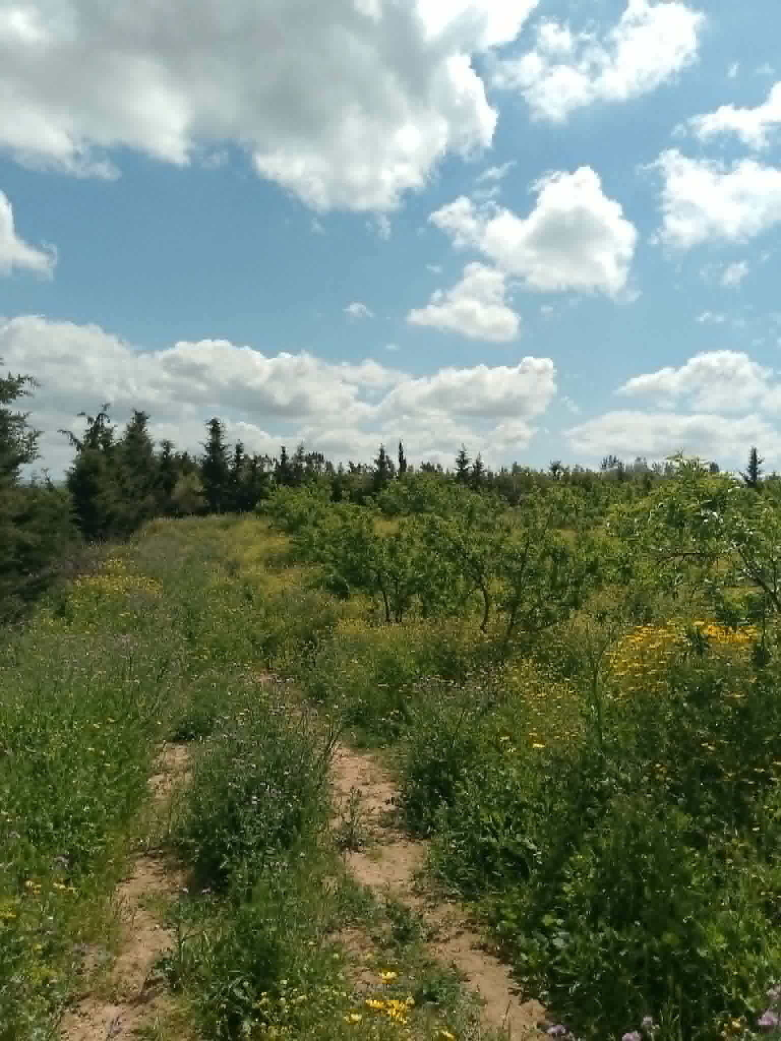 Jedaida&nbsp;Chaouat&nbsp;Terrain&nbsp;Terrain agricole&nbsp;Ferme  � chaouat jedeida la manouba